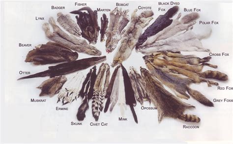 PELT Definition & Usage Examples .